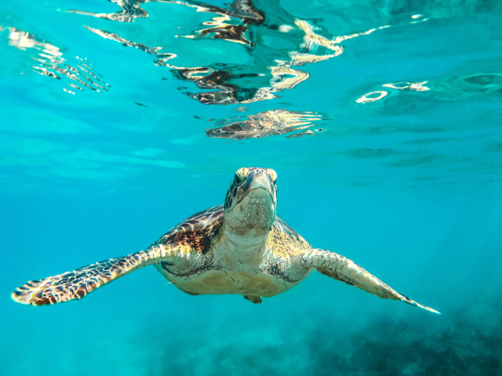 Tortoise could swim faster than walking